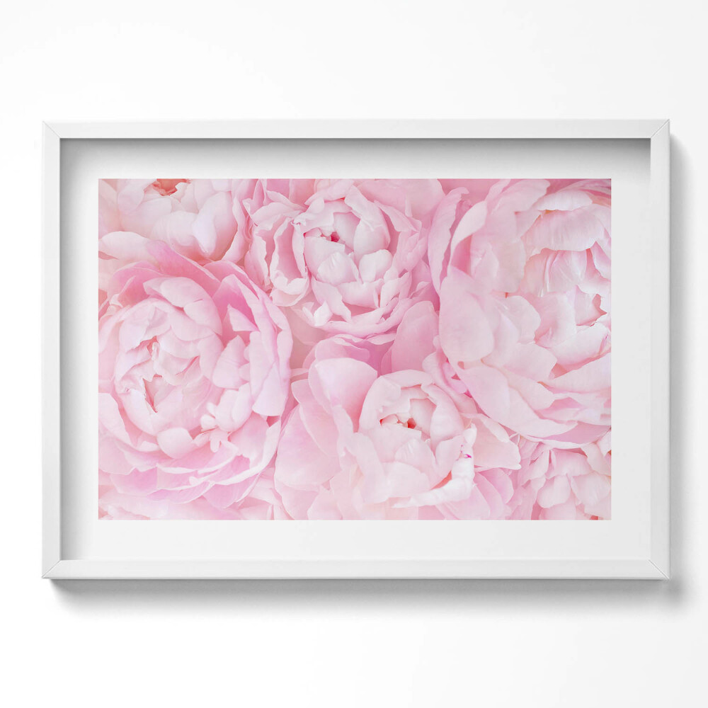 Obraz v rámu moderní Jemné pivoňky