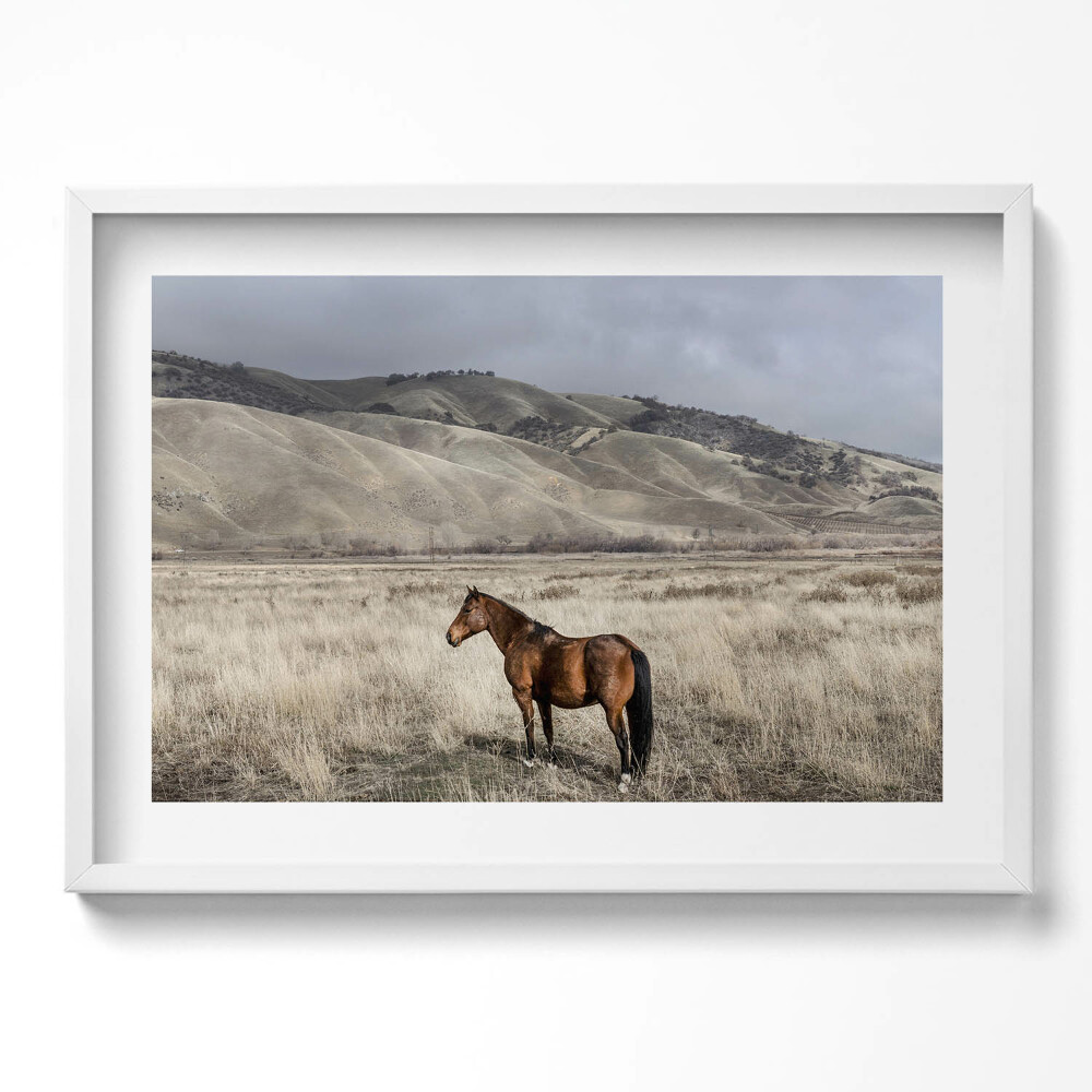 Obraz v rámu moderní Oře mezi trávou