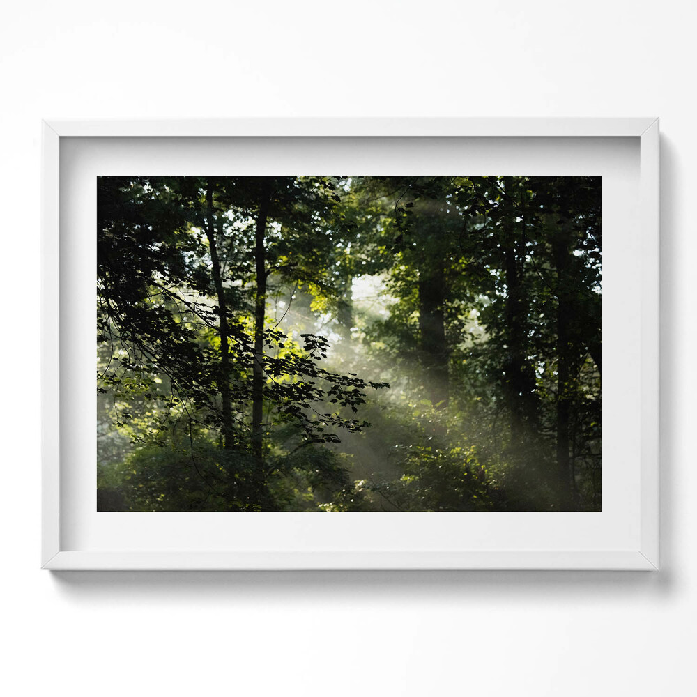 Obraz v rámu moderní Sluneční paprsky a stromy