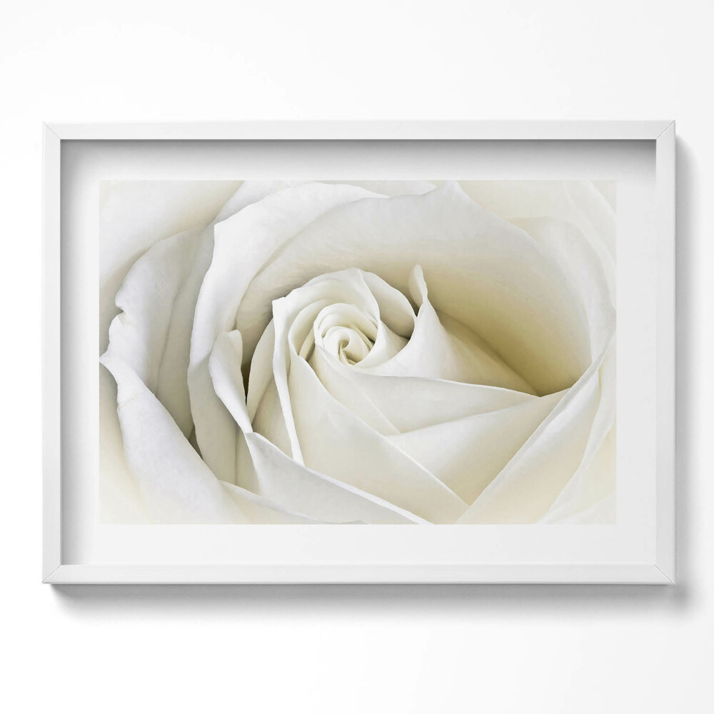 Obraz v rámu moderní Jemné bílé okvětní lístky růží