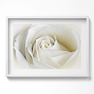 Obraz v rámu moderní Jemné bílé okvětní lístky růží