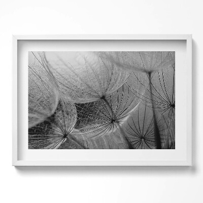 Obraz v rámu moderní Černobílý detail pampelišky