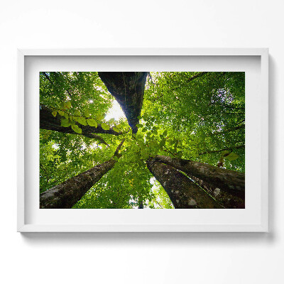 Obraz v rámu moderní Zelené listnaté stromy