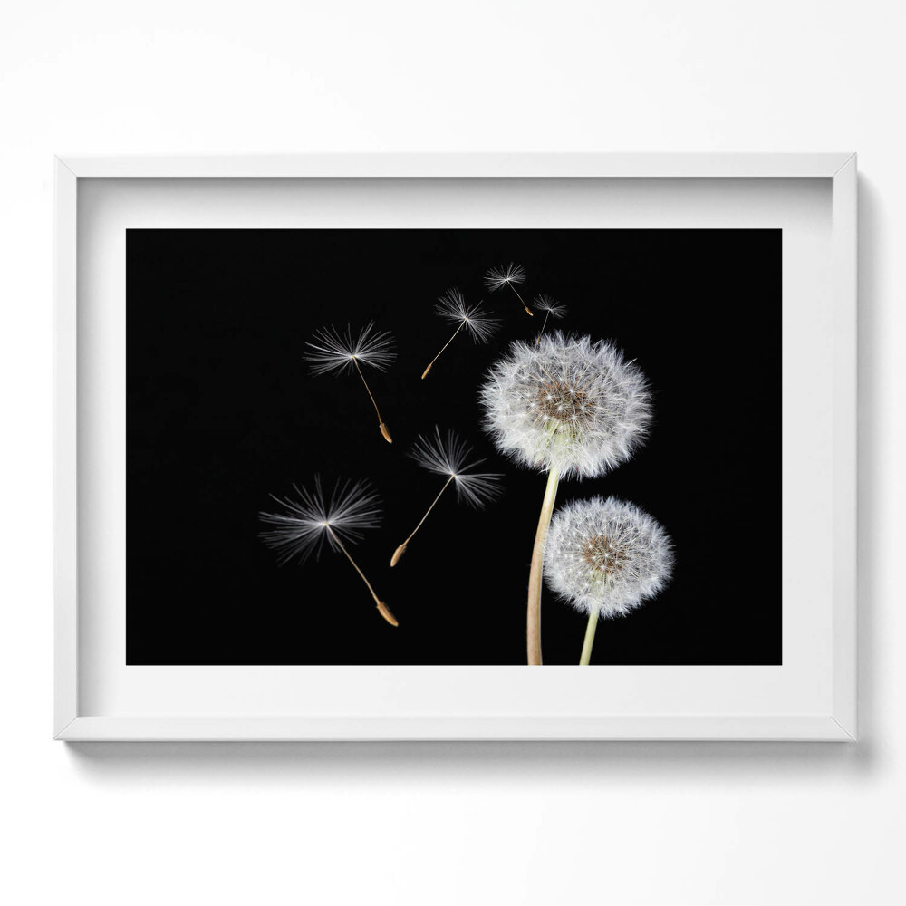 Obraz v rámu moderní Dvě pampelišky