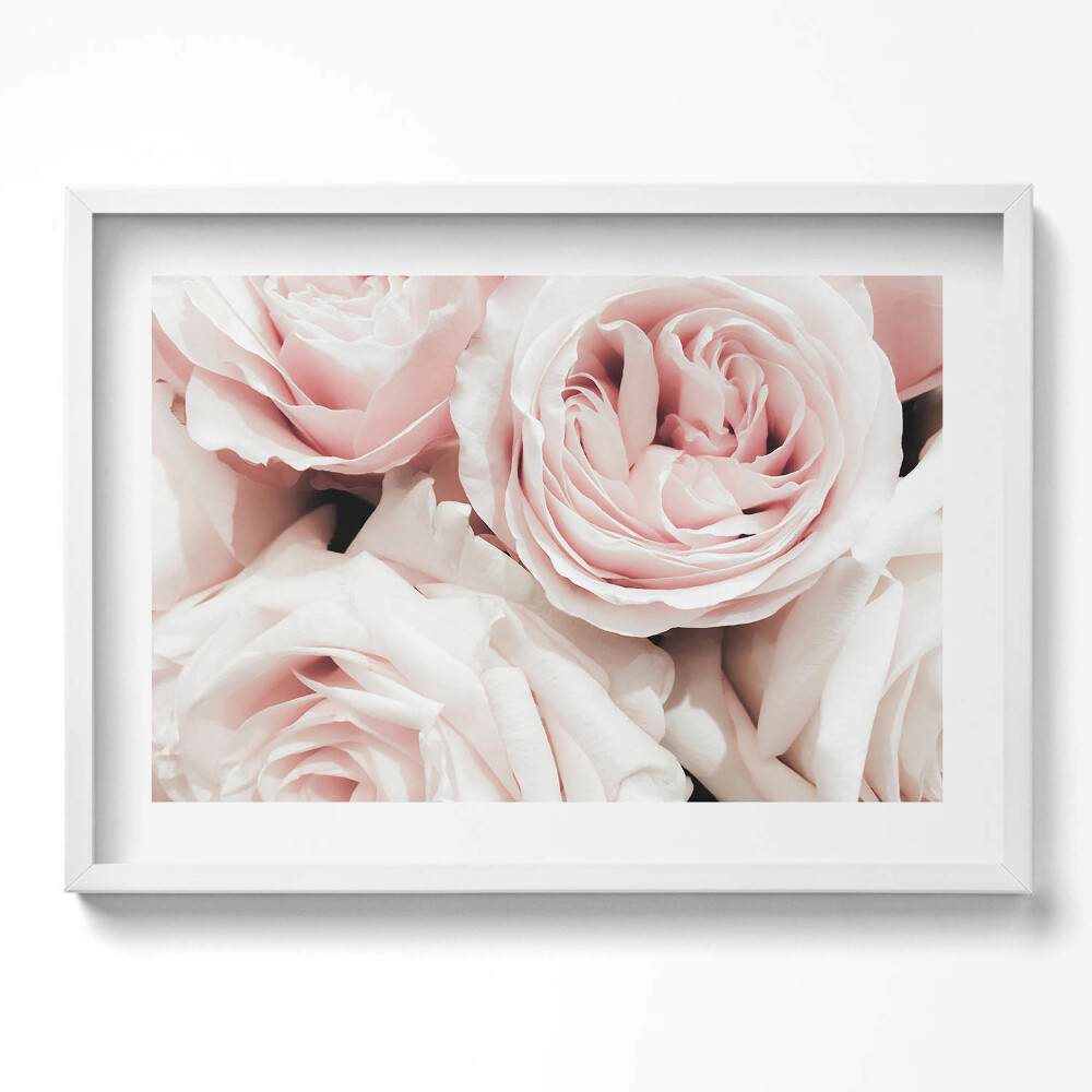 Obraz v rámu moderní Světle růžové květy, jemné růže