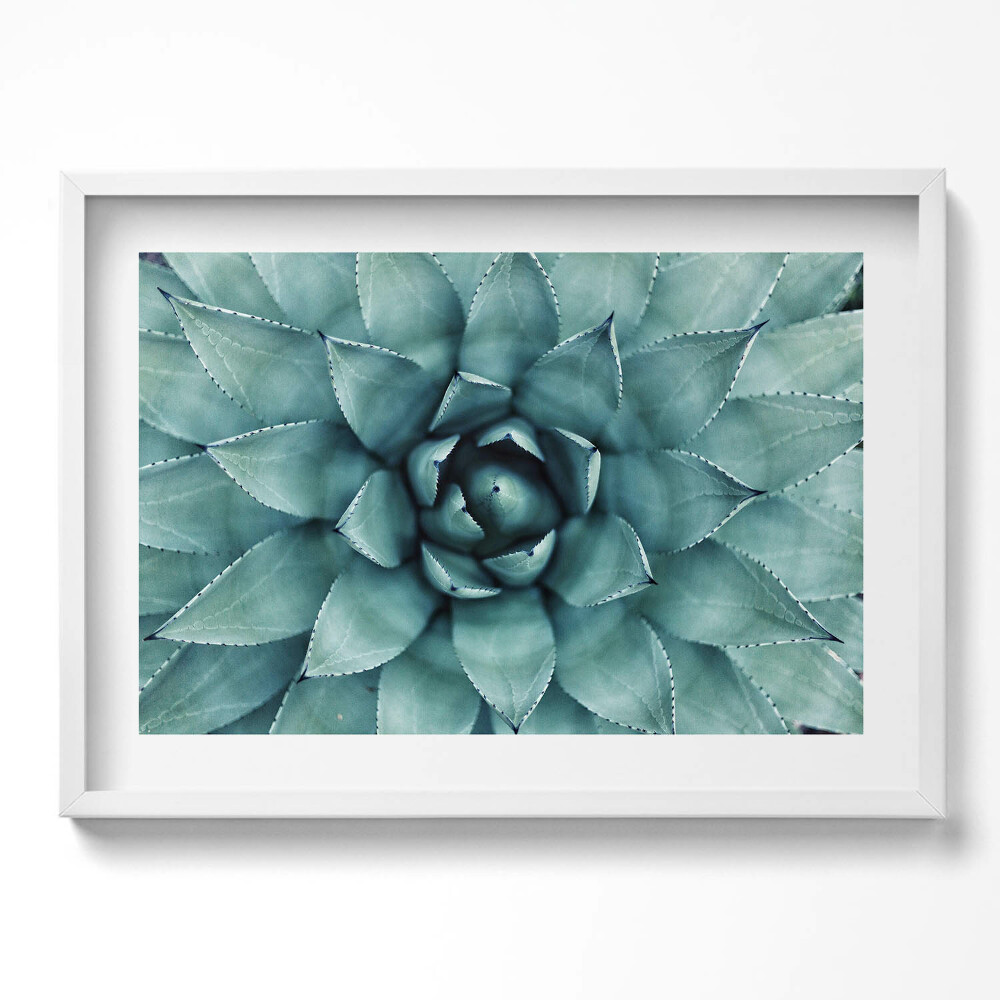 Obraz v rámu moderní Zelená sukulentní rostlina