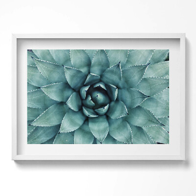 Obraz v rámu moderní Zelená sukulentní rostlina