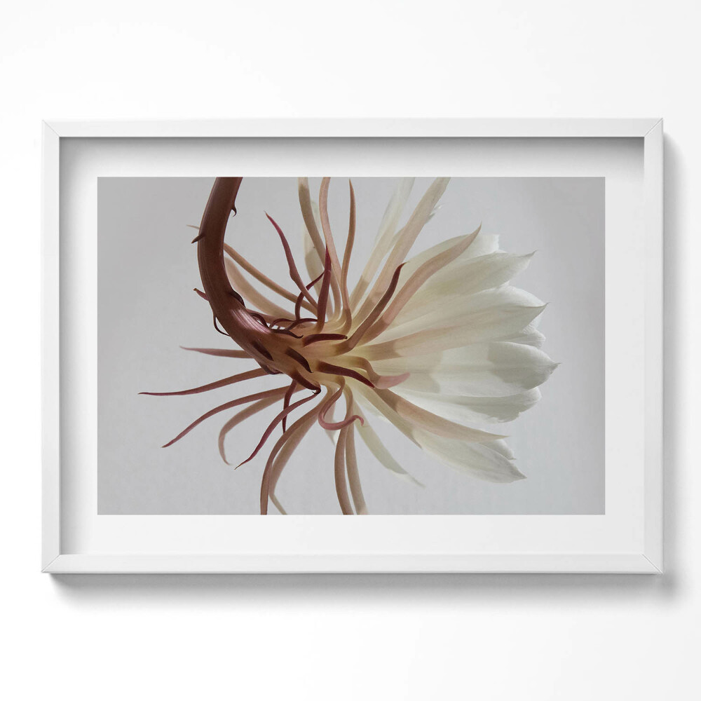 Obraz v rámu moderní Jemná boho rostlina