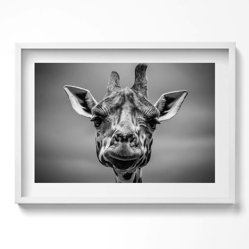 Obraz v rámu moderní Černá a bílá žirafí hlava