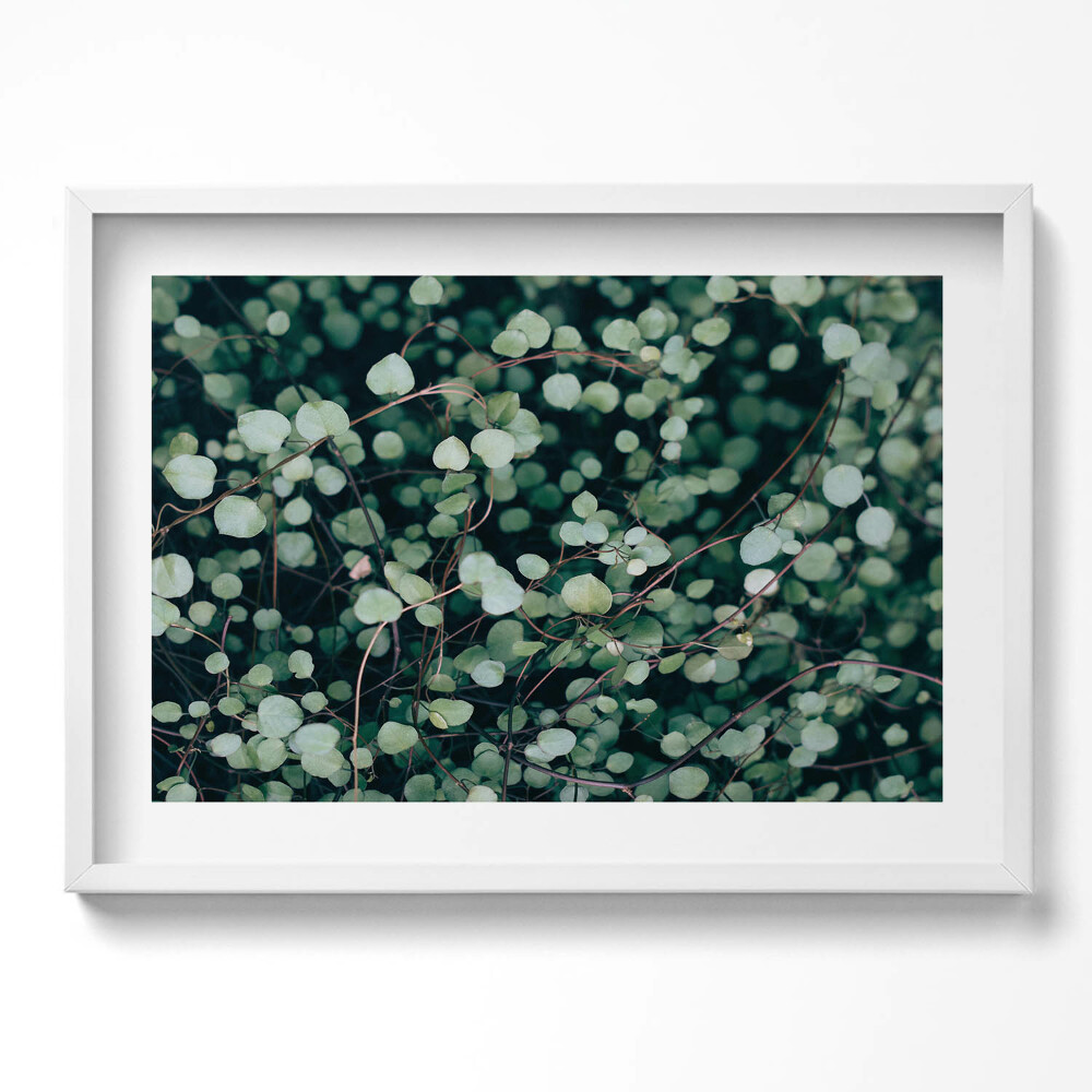 Obraz v rámu moderní Drobné listy rostliny