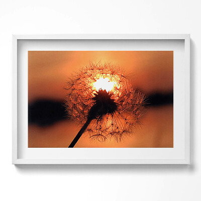 Obraz v rámu moderní Pampeliška při západu slunce