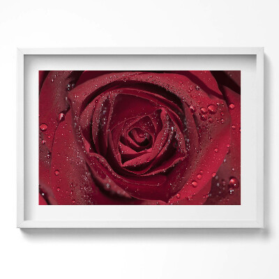 Obraz v rámu moderní Detailní záběr na červenou růži v rose