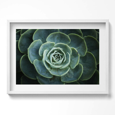 Obraz v rámu moderní Zelená sukulentní rostlina
