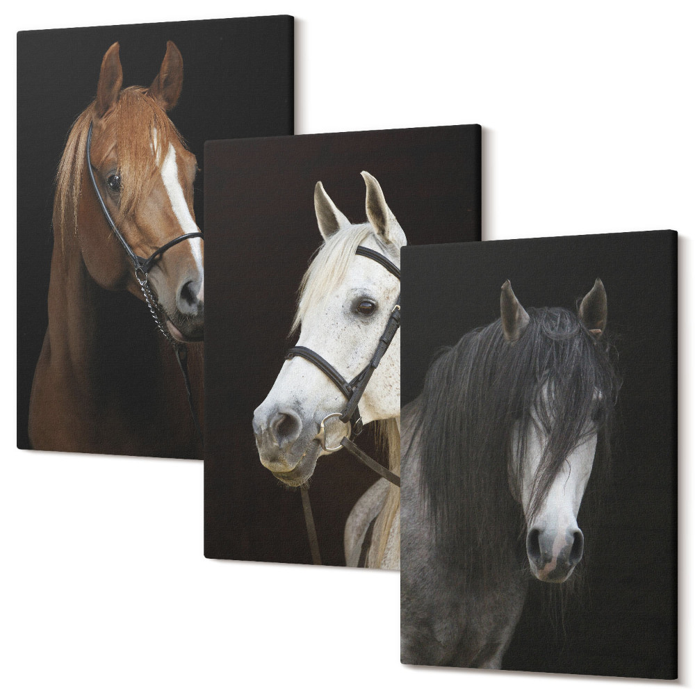 Sada 3 obrazů Portréty koní v různých odstínech srsti