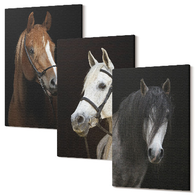 Sada 3 obrazů Portréty koní v různých odstínech srsti