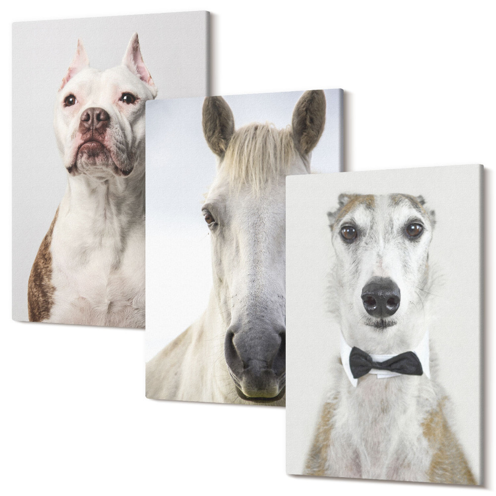 Sada obrazů triptych Zajímavé portréty psů a koní v elegantním stylu