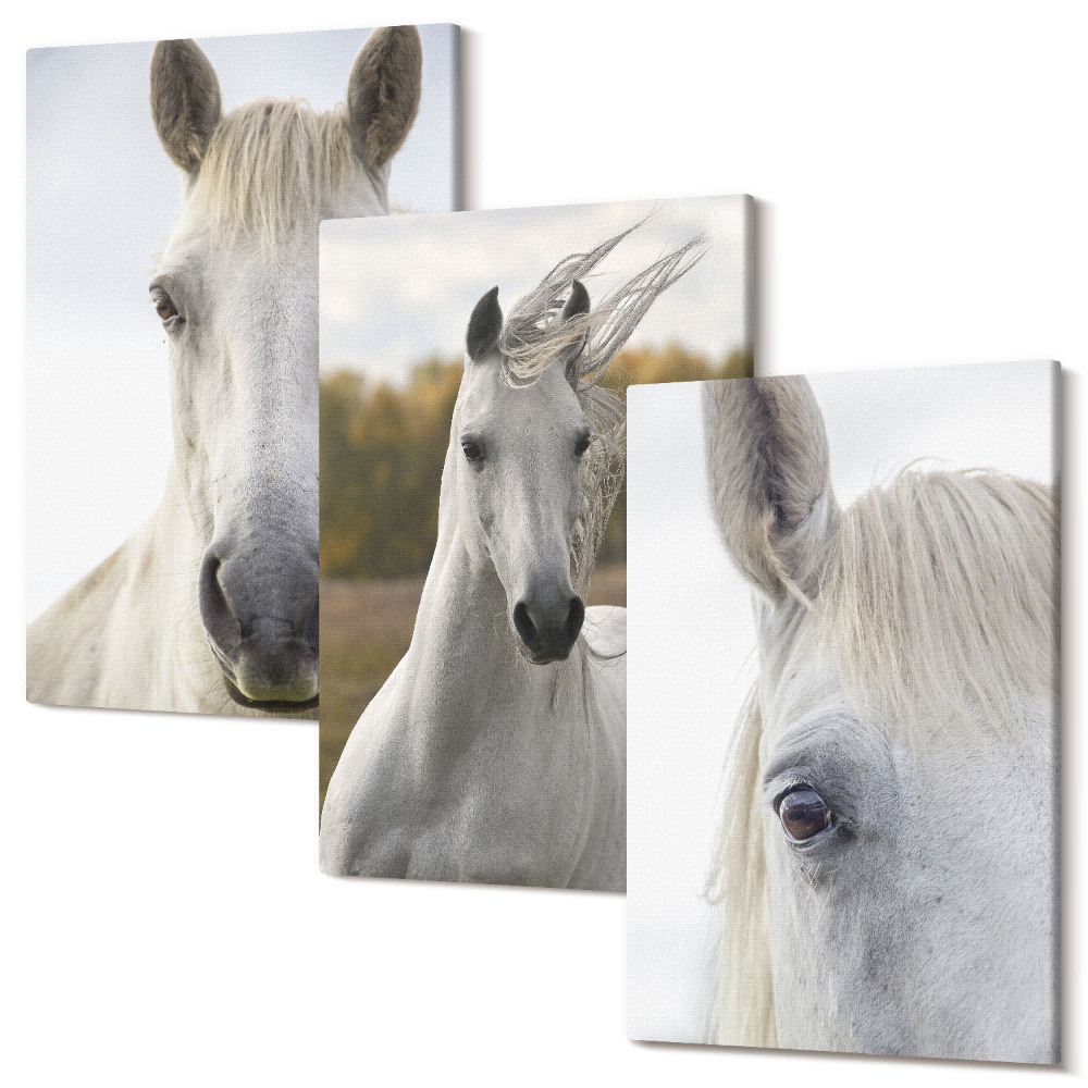 Sada obrazů triptych Bílí koně v různých pózách proti přirozenému pozadí