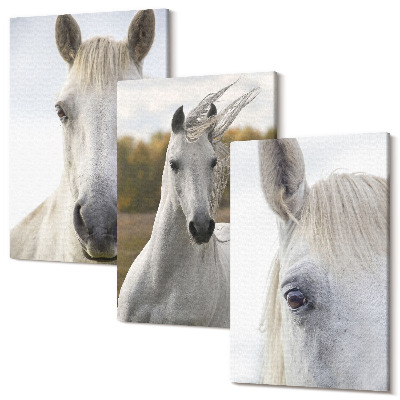 Sada obrazů triptych Bílí koně v různých pózách proti přirozenému pozadí