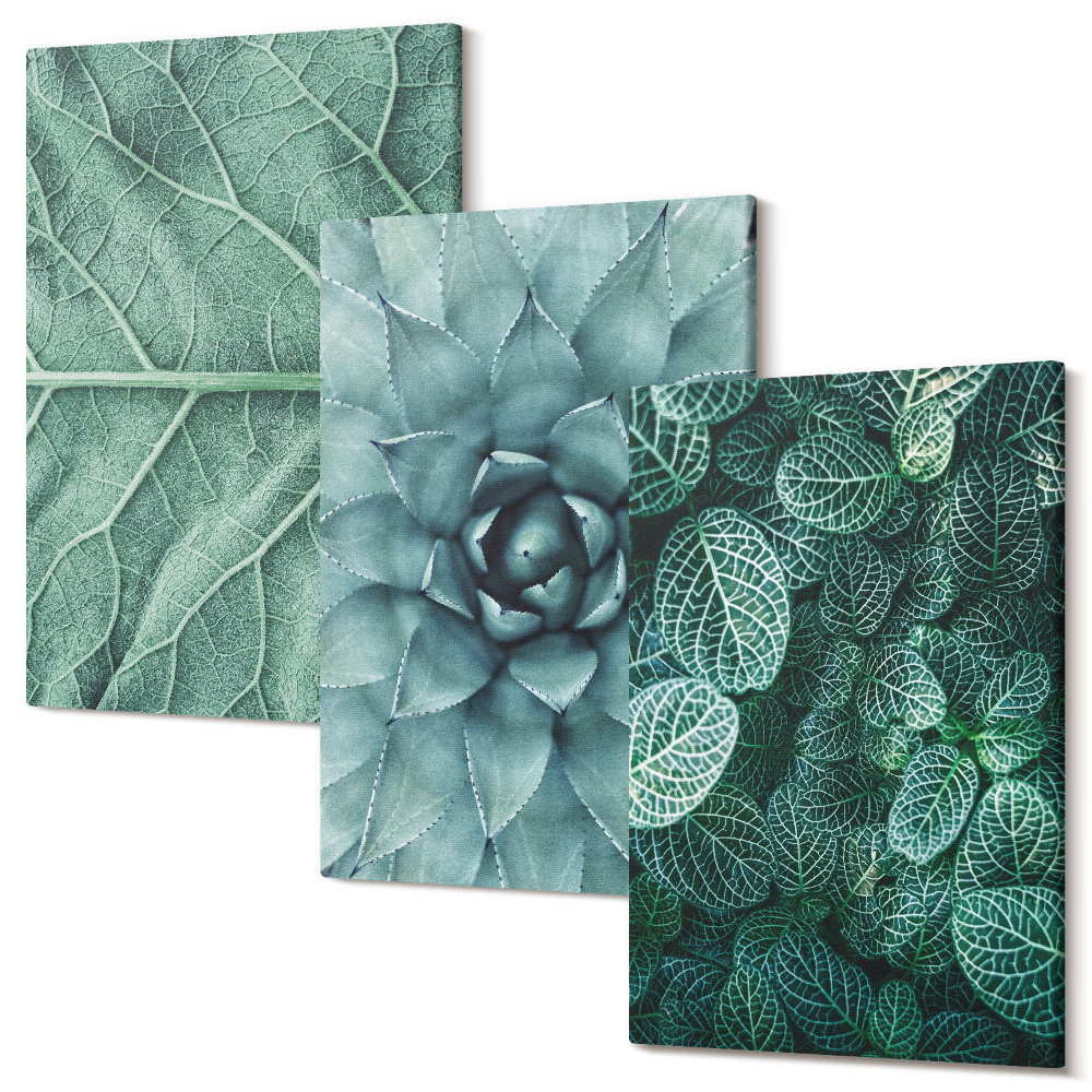 Sada obrazů na zeď triptych Detailní záběry sukulentních rostlin a listů