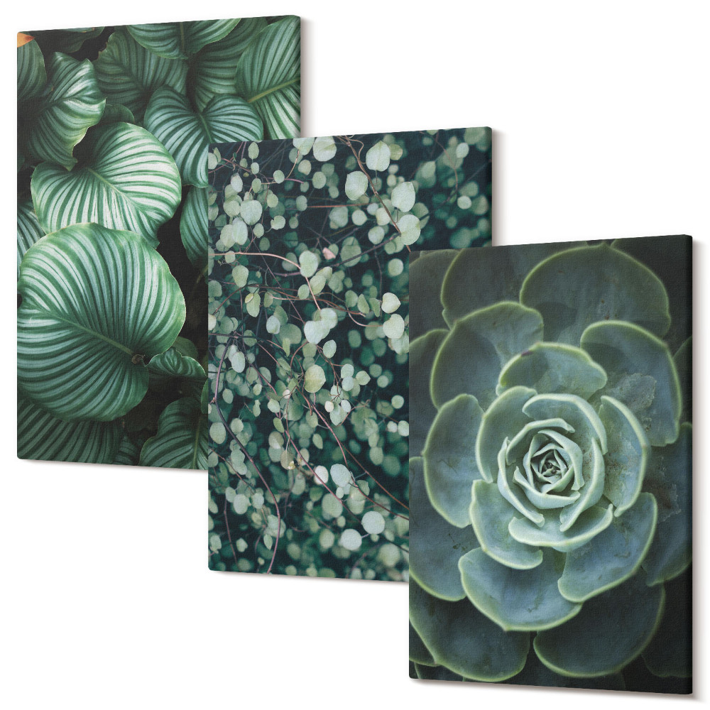Sada obrazů na zeď triptych Zelené listnaté rostliny a stylové sukulenty