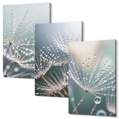 Sada obrazů na zeď triptych Kapky vody na jemných výhoncích pampelišek