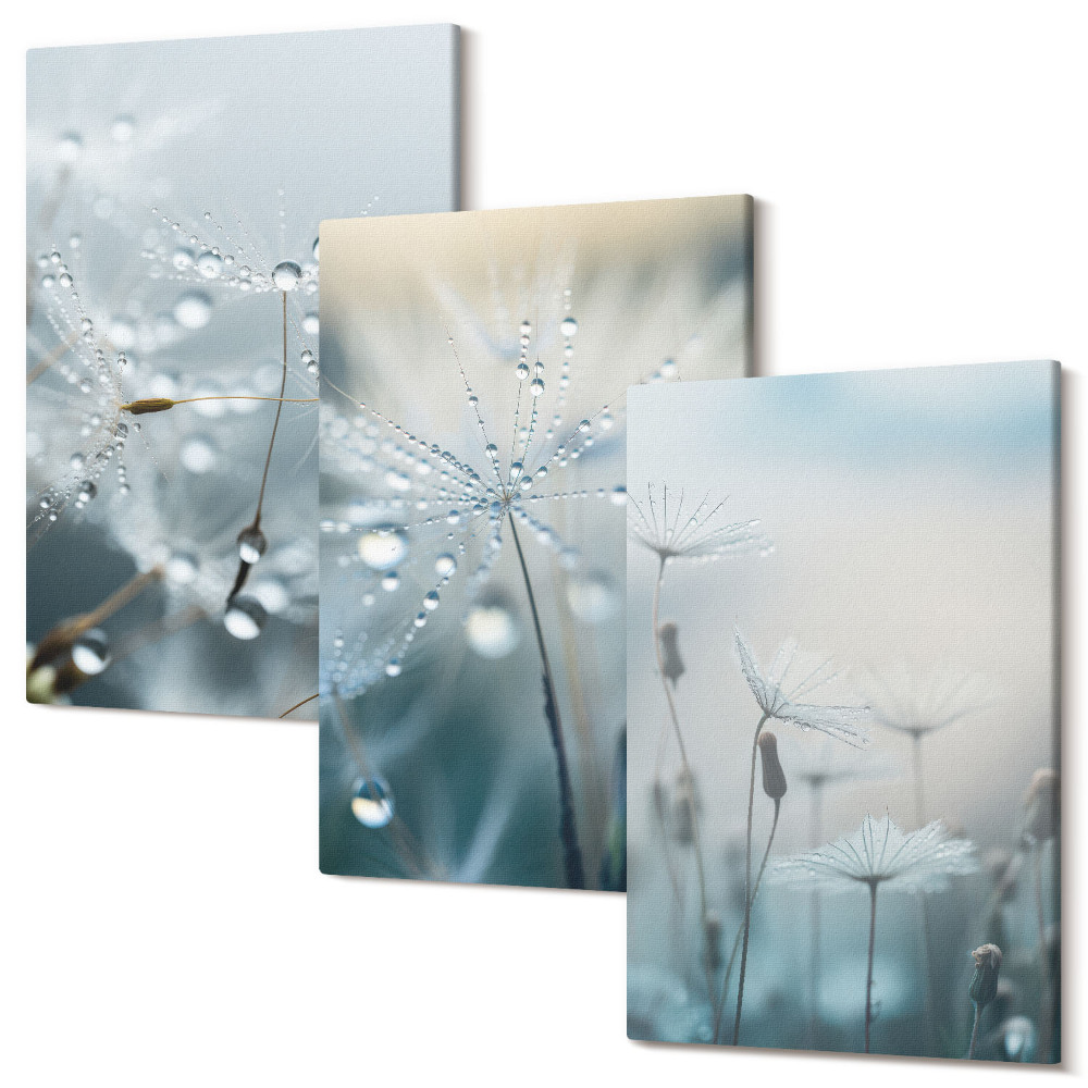 Sada 3 obrazů Kapky rosy na jemných pampeliškách