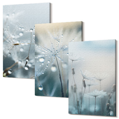 Sada 3 obrazů Kapky rosy na jemných pampeliškách