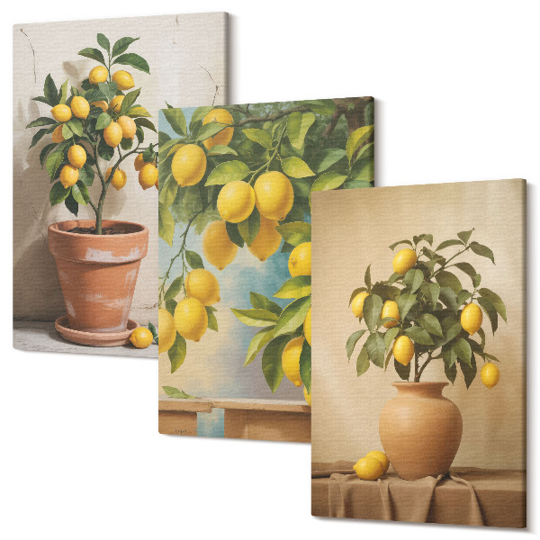 Sada obrazů triptych Citronové stromy v květináčích a vázách