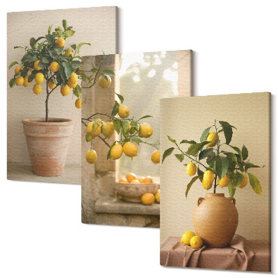 Sada 3 obrazů Citronové stromy v květináčích a na okně