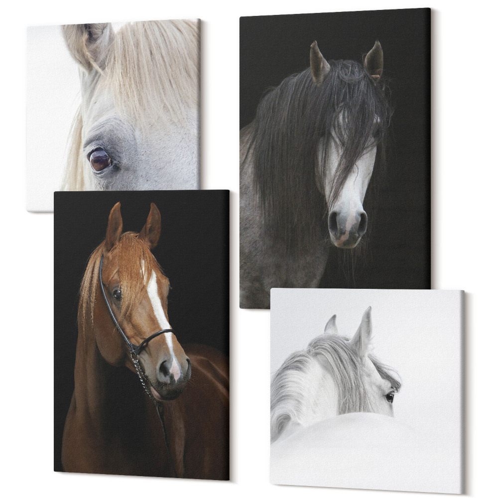Sada 4 obrazů Portréty koní v různých odstínech srsti