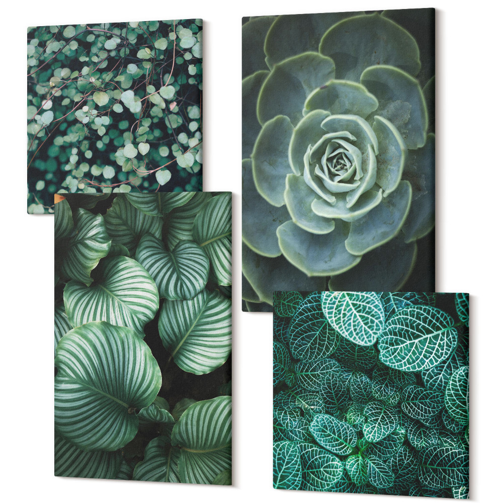 Sada obrazů na zeď kvadryptych Zelené listnaté rostliny a stylové sukulenty