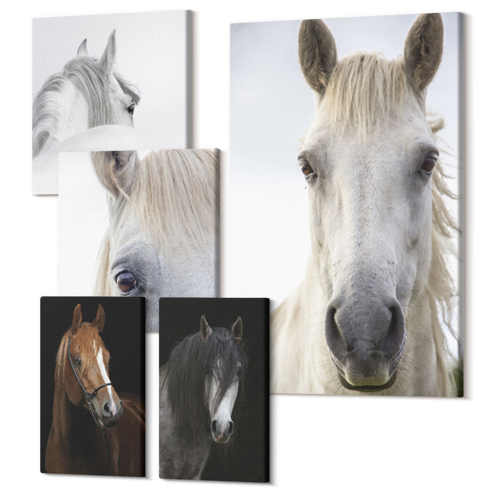 Sada 5 obrazů Portréty koní v různých úhlech a uměleckých stylech