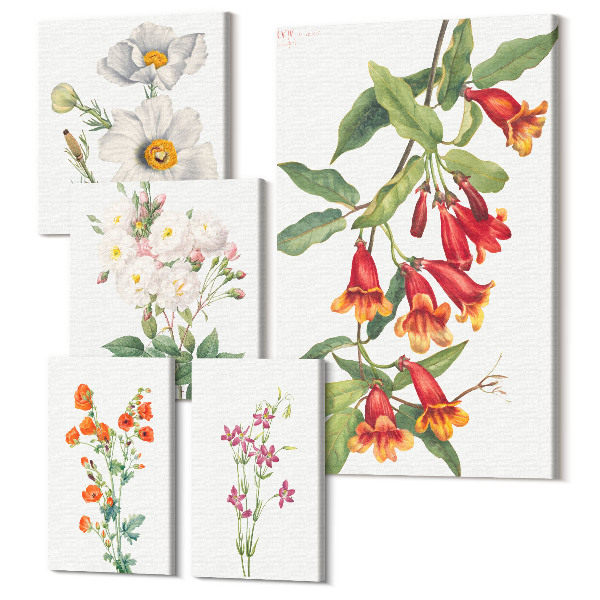 Sada obrazů na zeď pentaptych Botanické květinové ilustrace na bílém pozadí