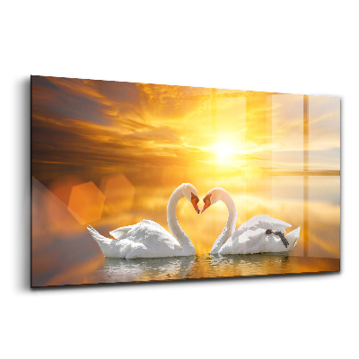 Skleněný obraz na zeď Zamilované labutě