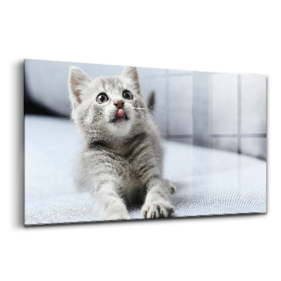 Obraz ze skla Krásná malá kočka na šedé pohovce
