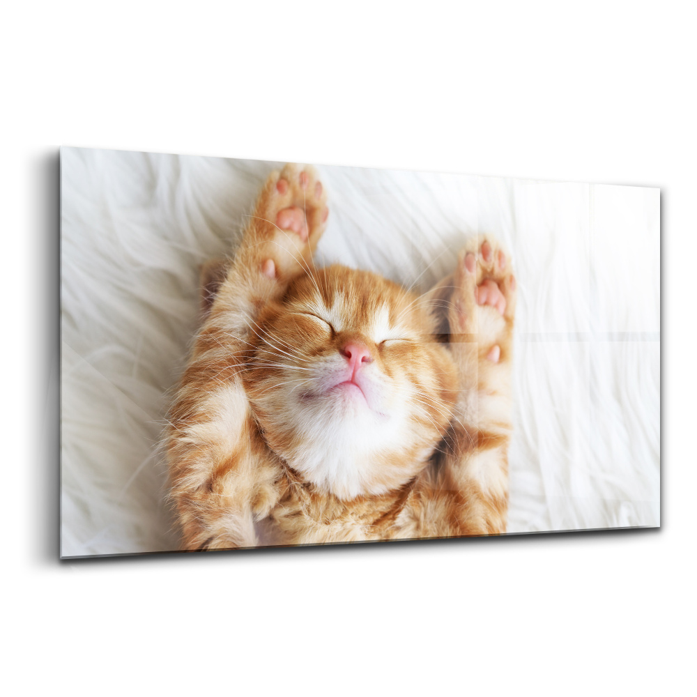 Obraz na skle Malá spící kočka