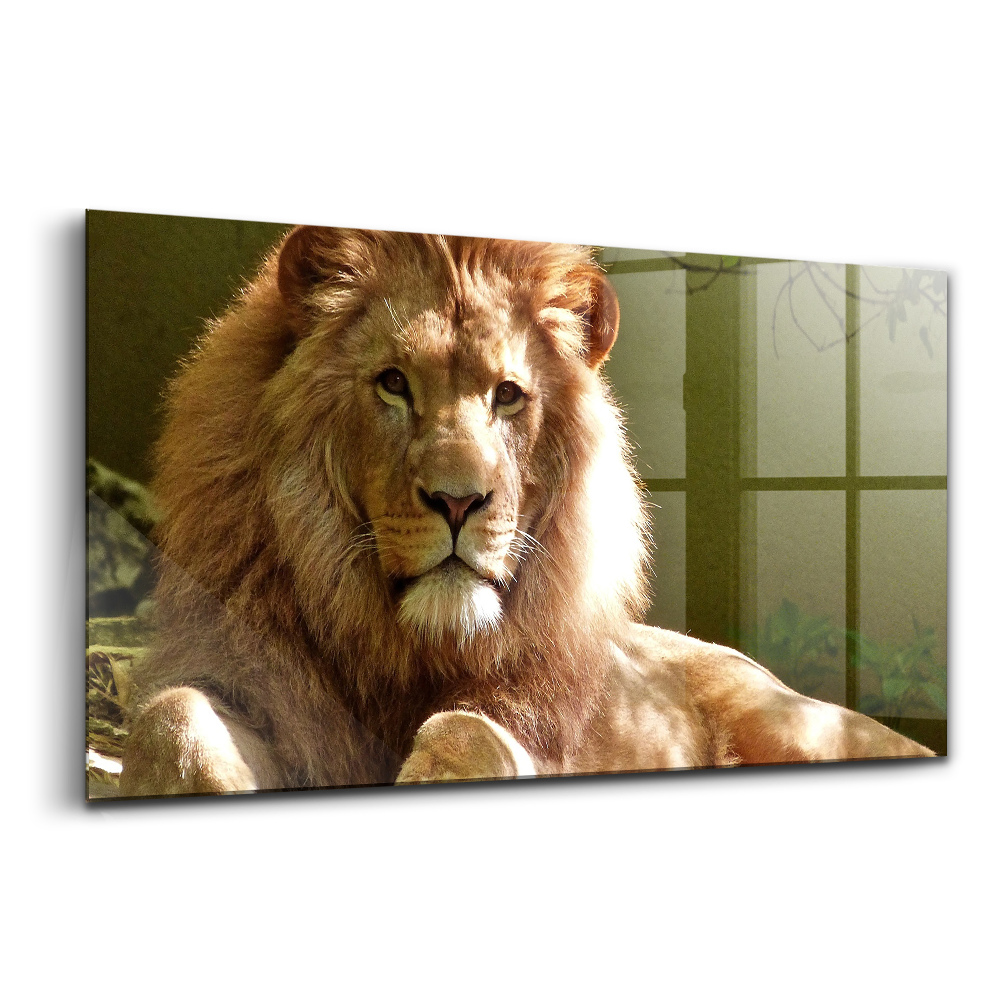 Skleněný obraz Portrét lva divokého zvířete