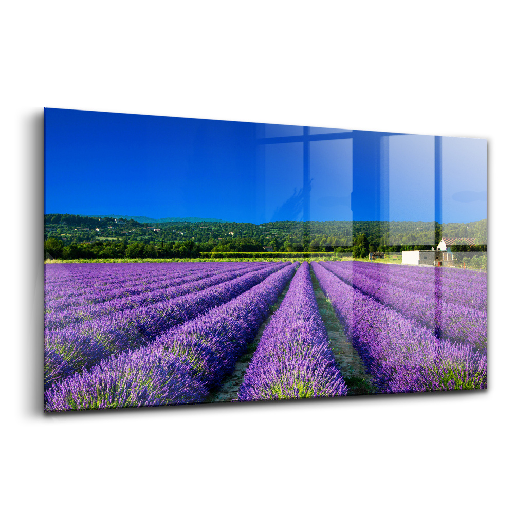 Skleněný obraz na stěnu Levandulové pole v Provence