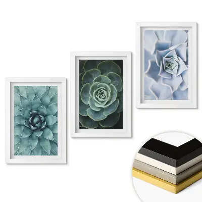 Triptych v rámu Zelená krása sukulentů v detailu