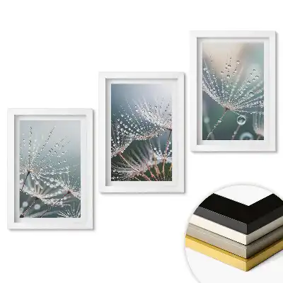 Set obrazů do obýváku Kapky rosy na jemném peří