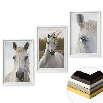 Triptych v rámu Bílí koně v různých záběrech